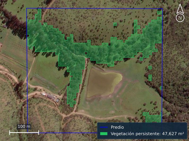 Vegetación persistente dentro del predio